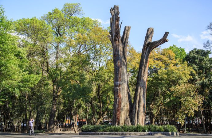 Verificarán autenticidad de ahuehuete del Bosque de Chapultepec