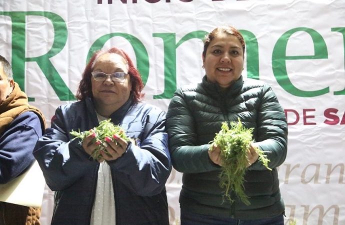 Esperanza para productores de romeritos de Tláhuac