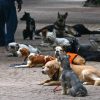 Anuncian Mega Colecta de cobijas y suéteres para perritos callejeros