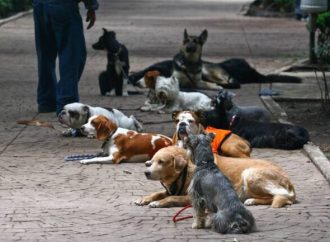 Anuncian Mega Colecta de cobijas y suéteres para perritos callejeros