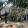 Continuará reforestación urbana en Coyoacán