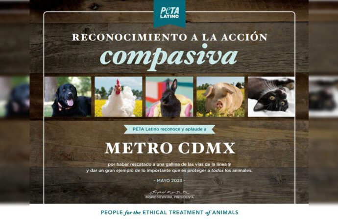 Metro recibe reconocimiento de PETA tras salvar gallina de las vías en L 9