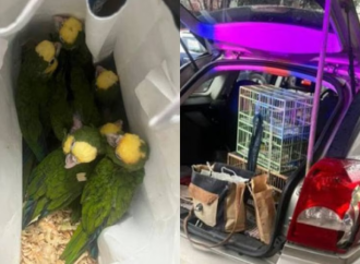 Capturan a sujeto por venta de aves exóticas en ÁO