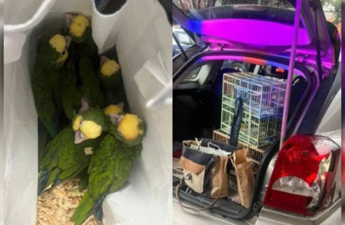 Capturan a sujeto por venta de aves exóticas en ÁO