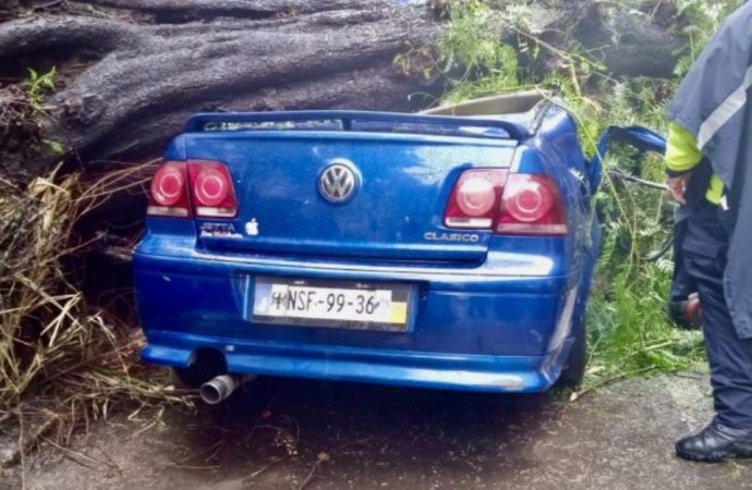 Cae árbol sobre auto en colonia Nápoles; mujer muere y su bebé sobrevive