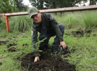 Tlalpan arranca jornada de reforestación 2024