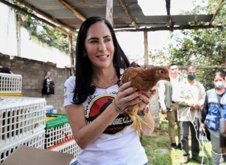 Álvaro Obregón, “Alcaldía con muchos huevos”, Lía Limón entrega mil 800 gallinas ponedoras a 180 familias